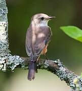 Vermilion Flycatcher