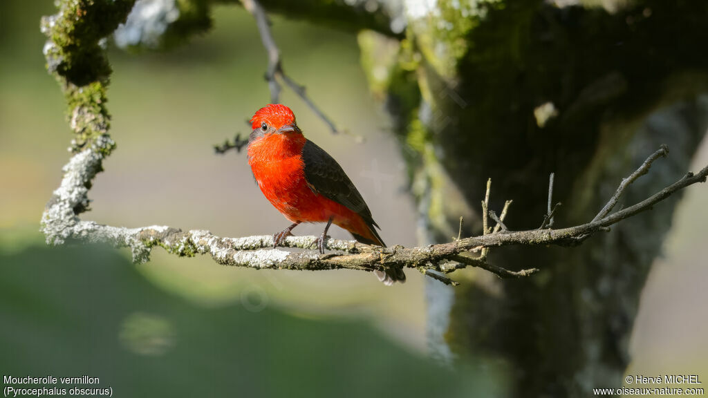 Vermilion Flycatcher male adult