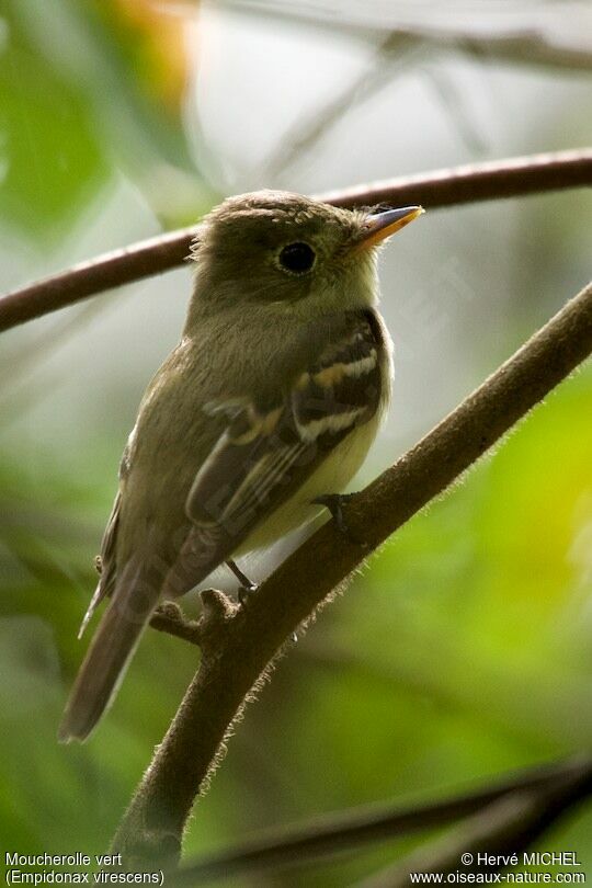 Acadian Flycatcher