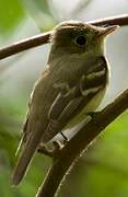 Acadian Flycatcher