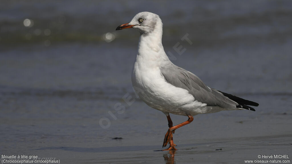 Grey-headed Gull