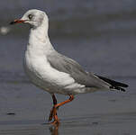 Mouette à tête grise