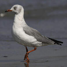 Mouette à tête grise