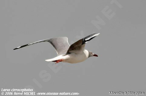 Mouette à tête grise