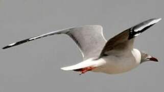 Mouette à tête grise