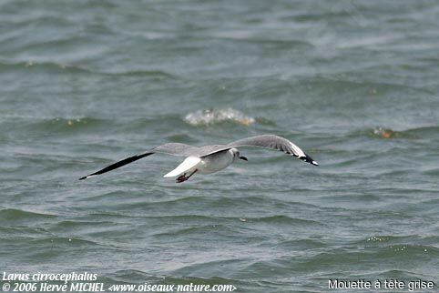 Grey-headed Gull