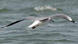 Mouette à tête grise