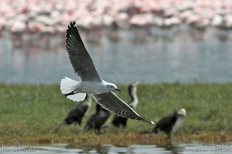 Mouette à tête griseadulte internuptial