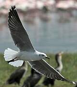 Grey-headed Gull