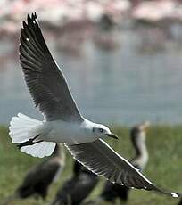 Mouette à tête grise