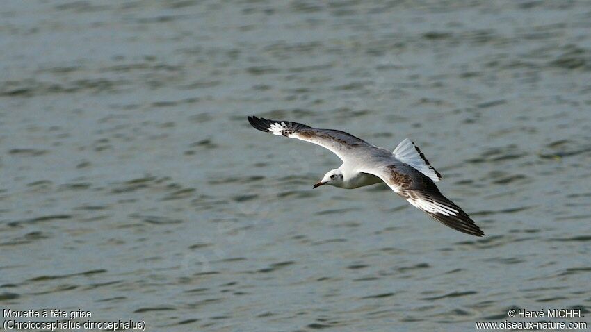 Mouette à tête griseimmature