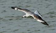 Mouette à tête grise