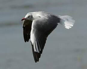 Mouette à tête grise