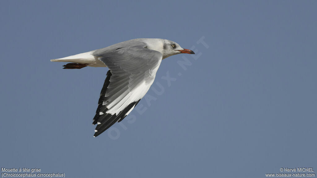 Mouette à tête griseadulte