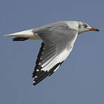 Mouette à tête grise