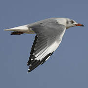 Mouette à tête grise