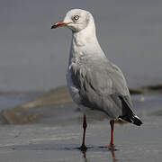 Grey-headed Gull