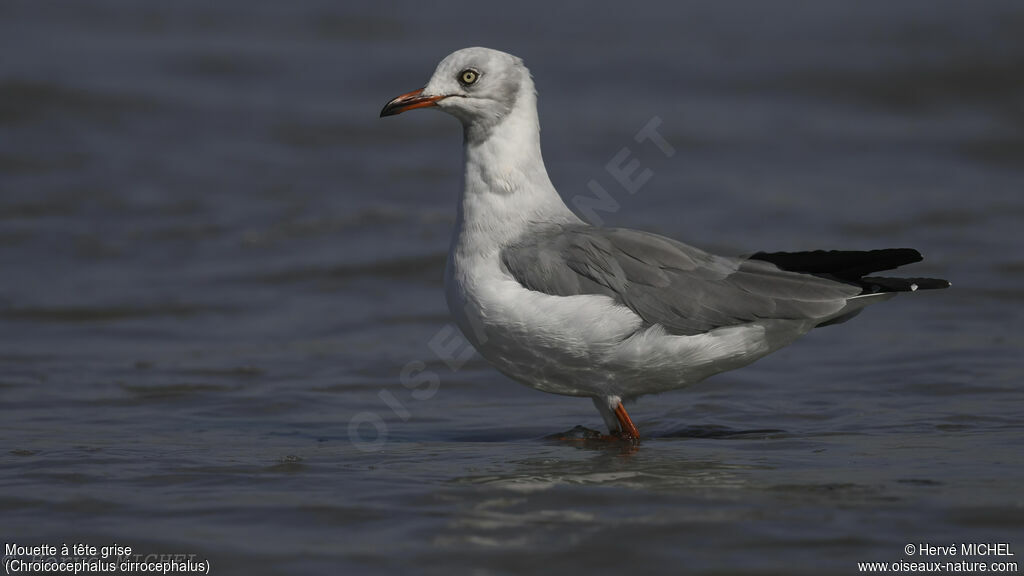 Mouette à tête grise