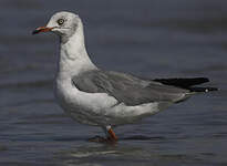 Mouette à tête grise