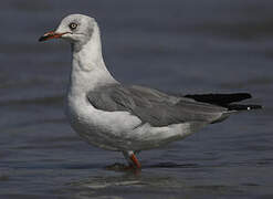 Grey-headed Gull