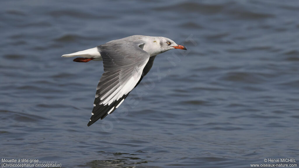 Mouette à tête grise