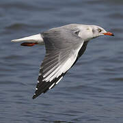 Mouette à tête grise