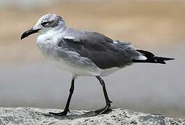 Laughing Gull