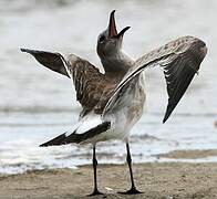 Laughing Gull