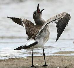 Mouette atricille