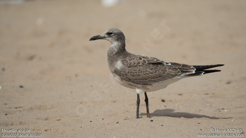 Laughing Gulljuvenile