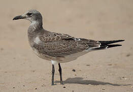 Mouette atricille