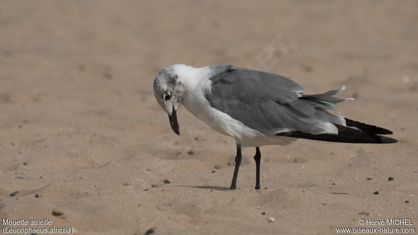 Mouette atricilleadulte