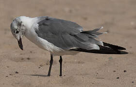 Laughing Gull