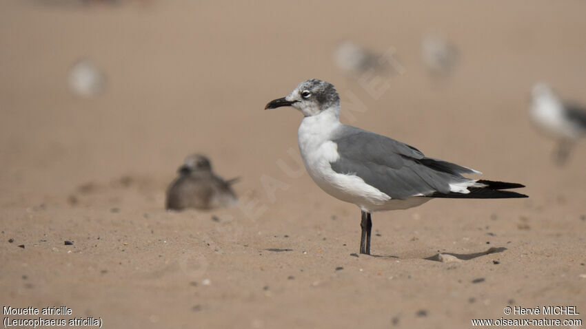 Mouette atricilleadulte