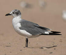 Laughing Gull