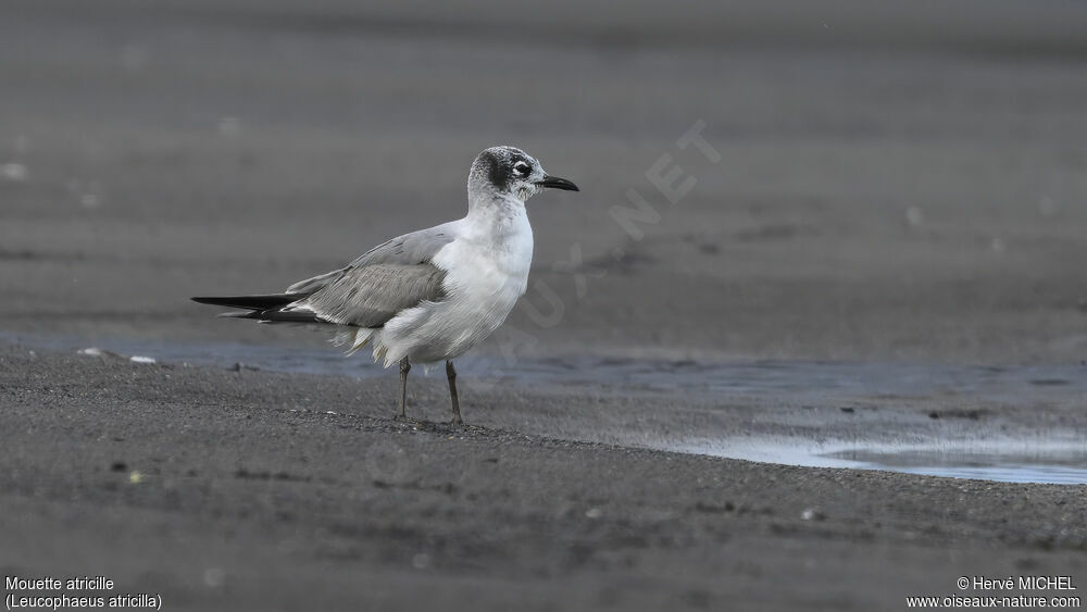 Laughing Gull