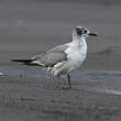 Mouette atricille