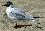 Mouette de Bonaparte