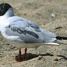 Mouette de Bonaparte
