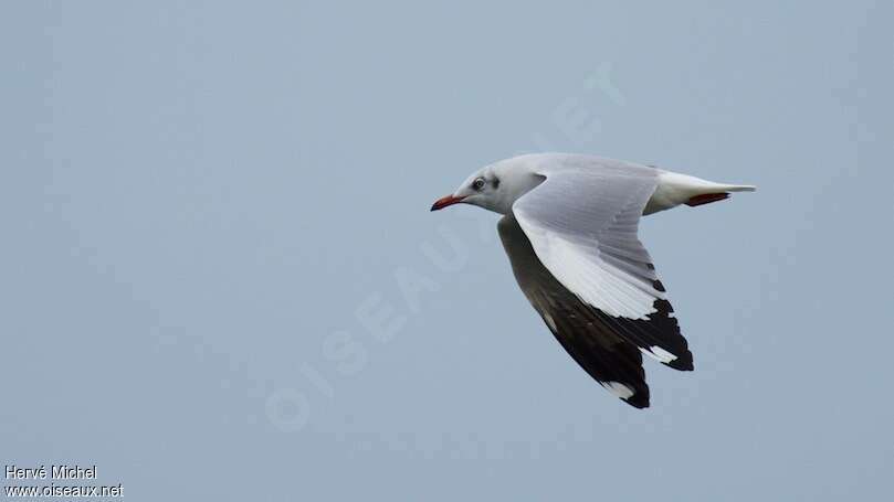 Mouette du Tibetadulte internuptial, pigmentation, Vol