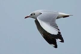 Mouette du Tibet