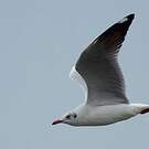 Mouette du Tibet