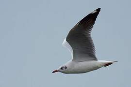 Brown-headed Gull