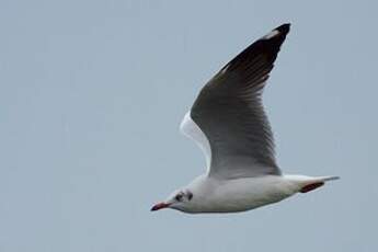 Mouette du Tibet