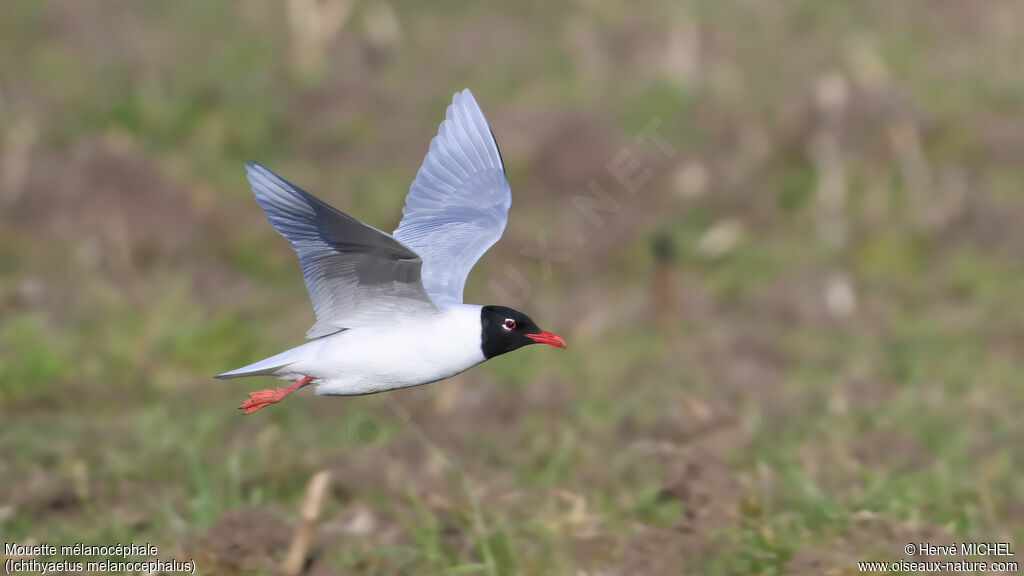 Mouette mélanocéphale