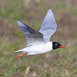 Mouette mélanocéphale