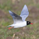 Mouette mélanocéphale