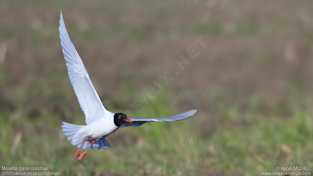 Mouette mélanocéphale