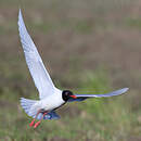 Mouette mélanocéphale