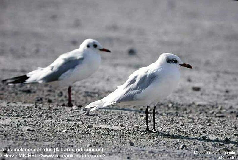 Mediterranean Gull